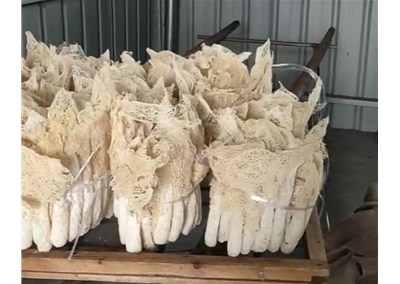 选购笋干烘干机要注意什么事项